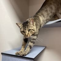 Photo of Tiger