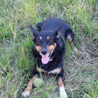 Photo of Layla *$350 Adoption Fee*