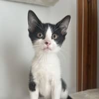 Photo of Macchiato   Now At Pet Quarters Glendale