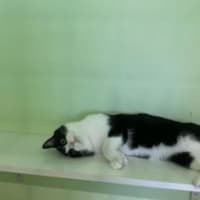 Photo of Hugo