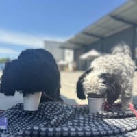 Photo of Layla And Franco