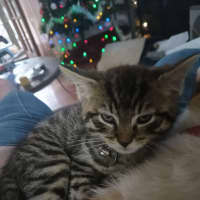 Photo of Chairman Meow