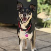 Photo of Valo   3 Year Old Fox Terrier X