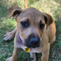 Photo of Macadamia Twist