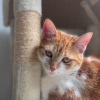 Photo of Jupiter