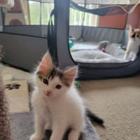 Photo of Flash   Located In Deer  Park