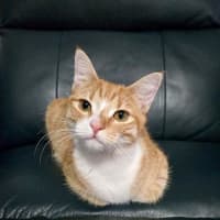 Photo of Lily
