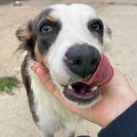 Photo of Tootles