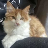 Photo of Mr Blonde   Located In Reservoir