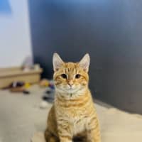 Photo of Basil