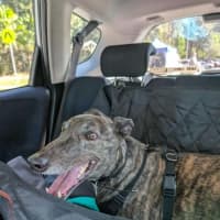 Photo of Tomi, The Greyhound