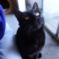 Photo of Salem