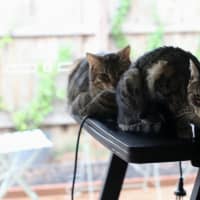 Photo of Tequila / Jaeger