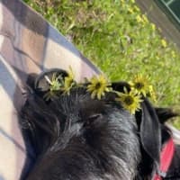 Photo of Roxy Peggotty