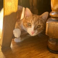 Photo of Simba  Assisted Rehome 🧡