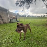 Photo of Frankie