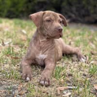Photo of Fosters 
