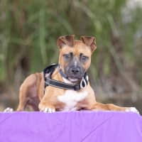 Photo of Sage