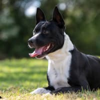 Photo of Lucky