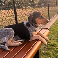 Photo of Mini   3 Year Old Beagle X Cattle Dog