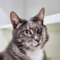 Photo of 🥗 Popeye 5839 🥗