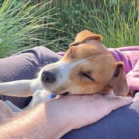 Photo of Dale   18 Month Old Jack Russell 