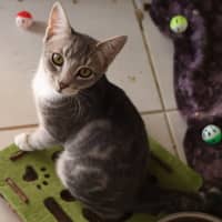 Photo of Sanemi