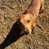 Photo of Toffee
