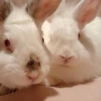 Photo of Blizzard & Odette 