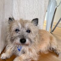 Photo of Honey   15 Year Old Cairn Terrier