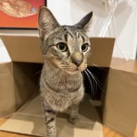 Photo of Tigga