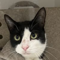 Photo of Patch