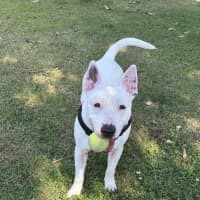 Photo of Dudley
