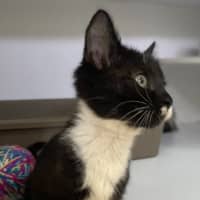 Photo of Shanti (9965)