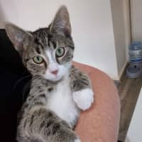 Photo of Storm Meet Me@Petstock Dandenong Store