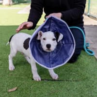 Photo of Fickelgruber