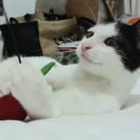 Photo of Rose
