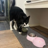 Photo of Bandit