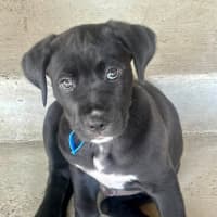 Photo of Cosmo