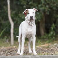 Photo of Caspian