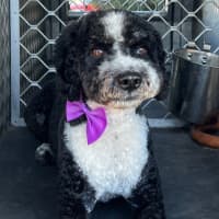 Photo of Sootie Newhaven
