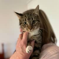 Photo of Nibbler **2nd Chance Cat Rescue**