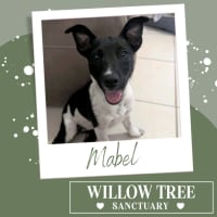 Photo of Mabel