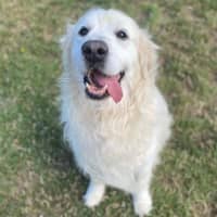 Photo of Cooper