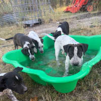 Photo of Domino (Bessie's Puppy)