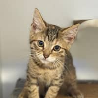 Photo of Honey 