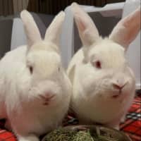 Photo of Milkshake And Tilly