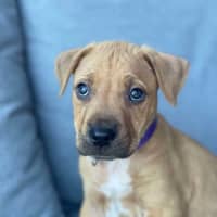 Photo of Bailey