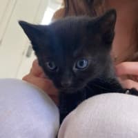 Photo of C1362 Harlow