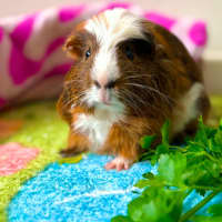 Photo of Chunk